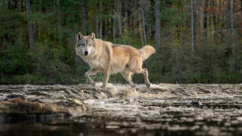 Gray wolf