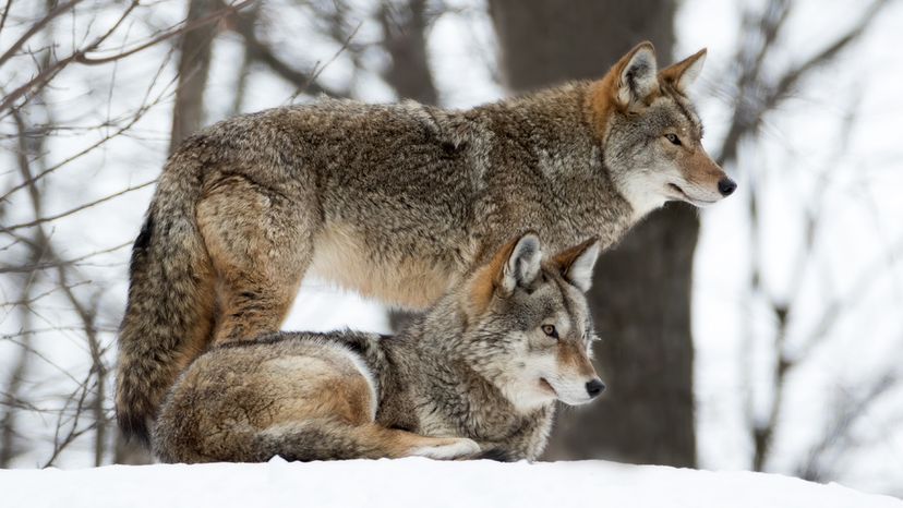 Wolves in snow