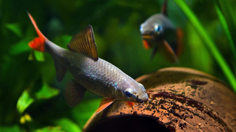 fish