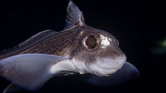 The Ghost Shark Thrives in Oceans More Than 2,000 Feet Deep